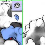 Functional Matching of Protein Surfaces